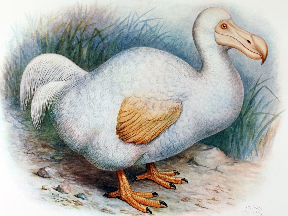 The Smart, Agile, and Completely Underrated Dodo Bird - The Atlantic