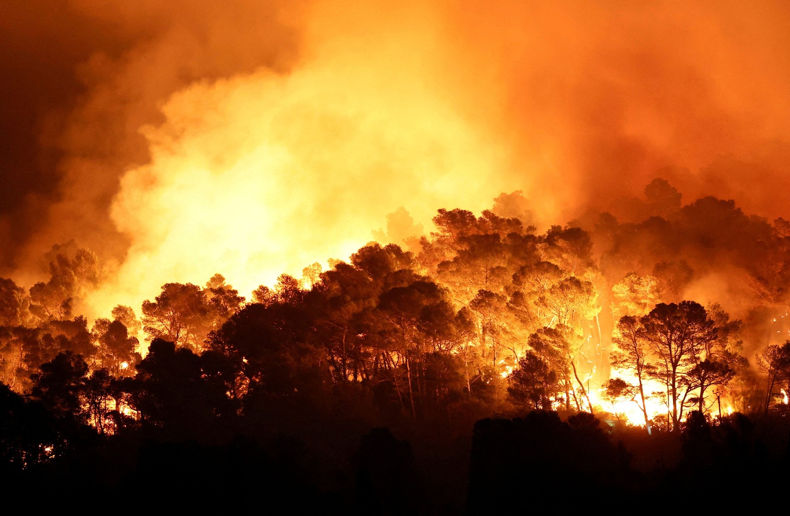 A wildfire burns at night, seen inside a dense copse of trees.