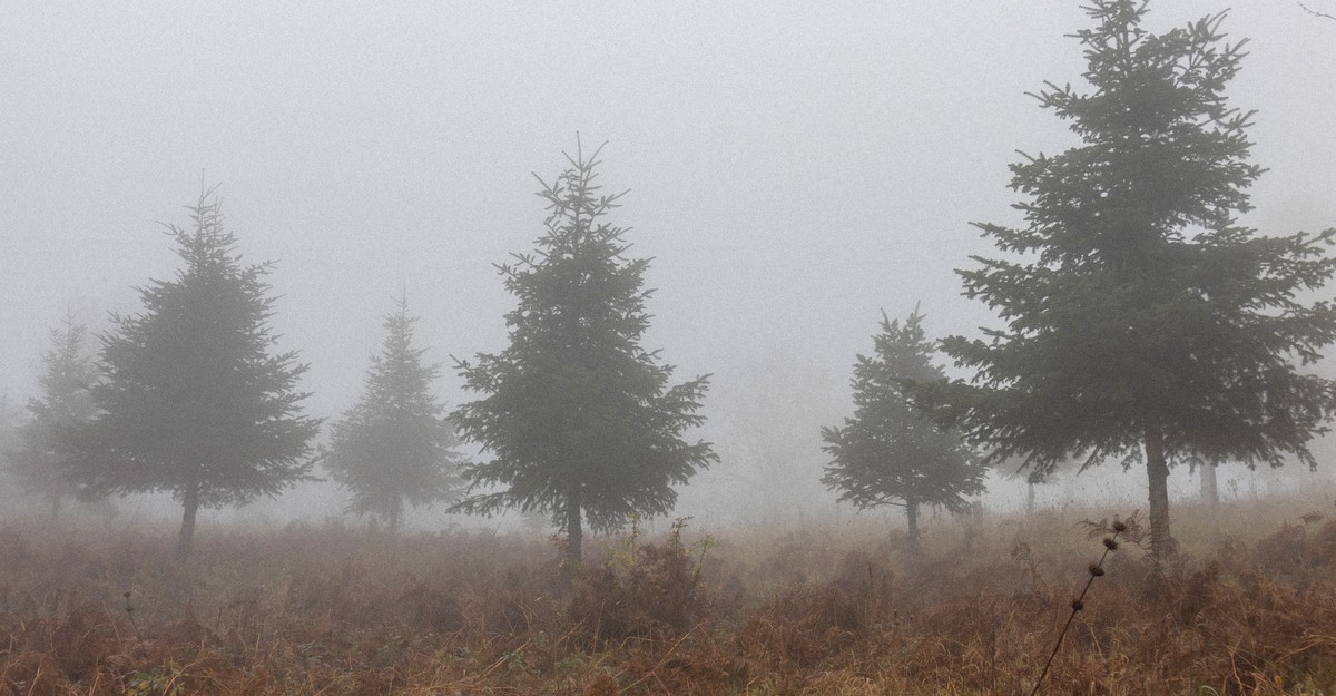 Feast Days: Christmas