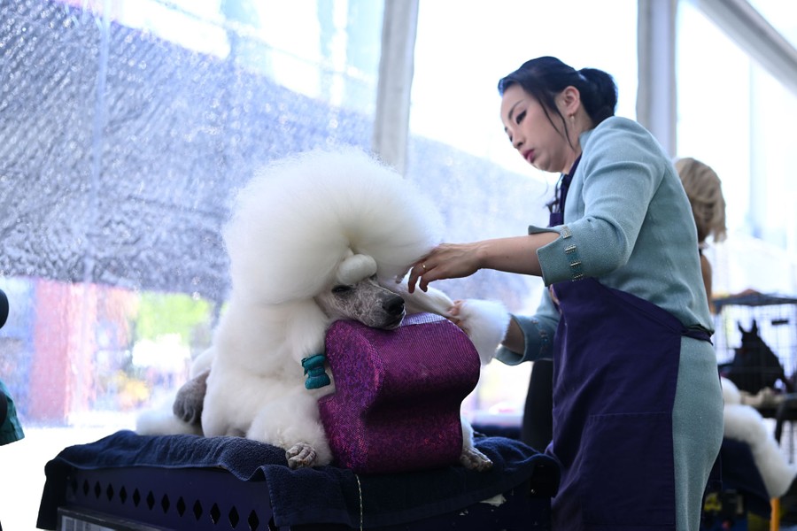A large poodle lies on a comfortable cushion as it is groomed.