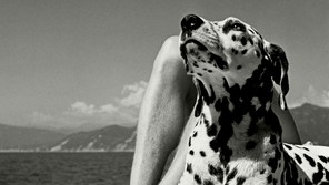A black-and-white photograph of a Dalmatian, lying on a cushion and leaning against the legs of a human