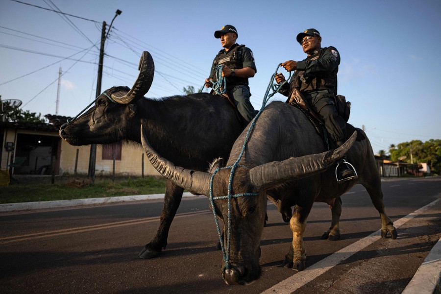 Two police officers ride water buffalo in a street.