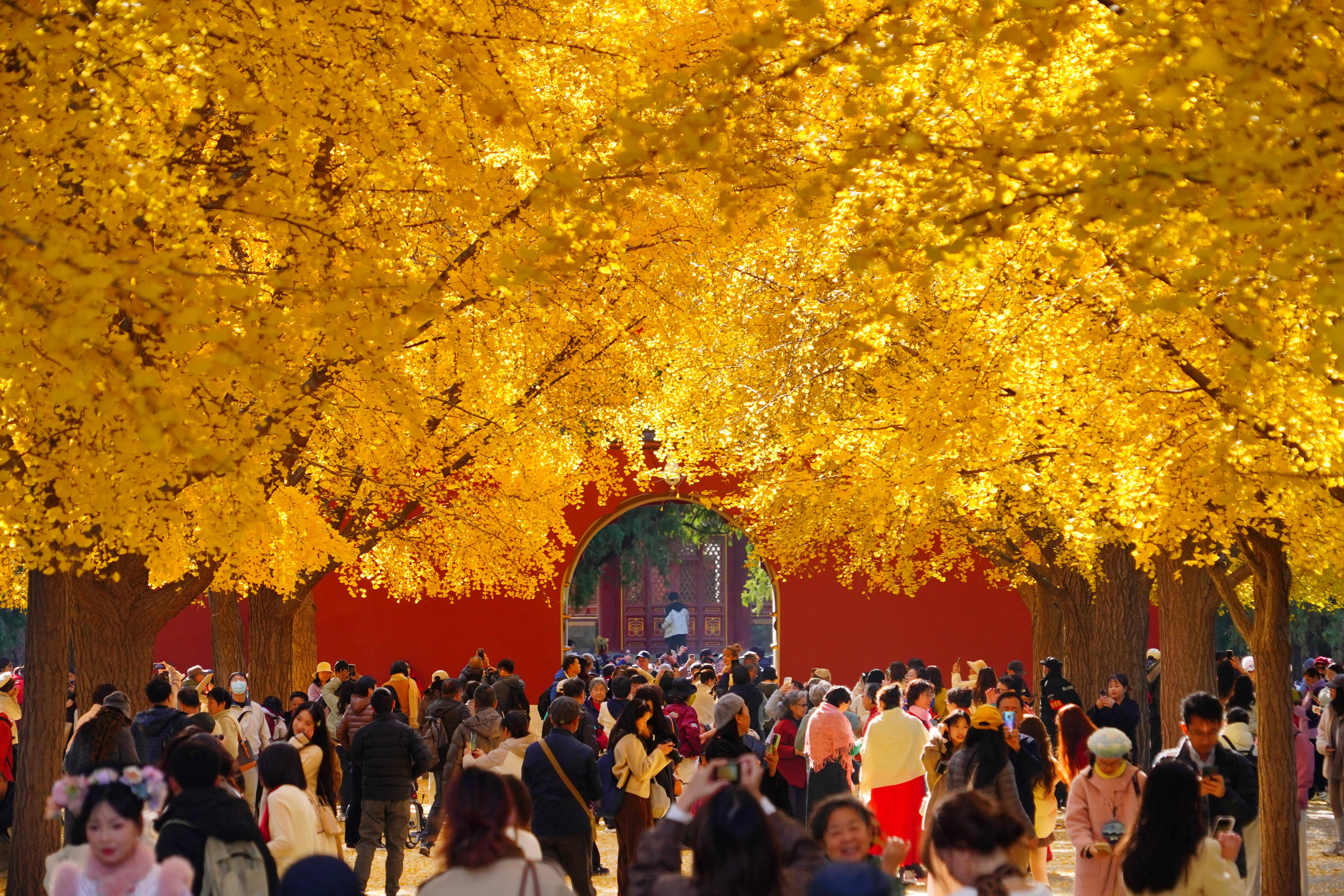 People walk through a courtyard beneath trees with bright yellow fall-colored leaves.