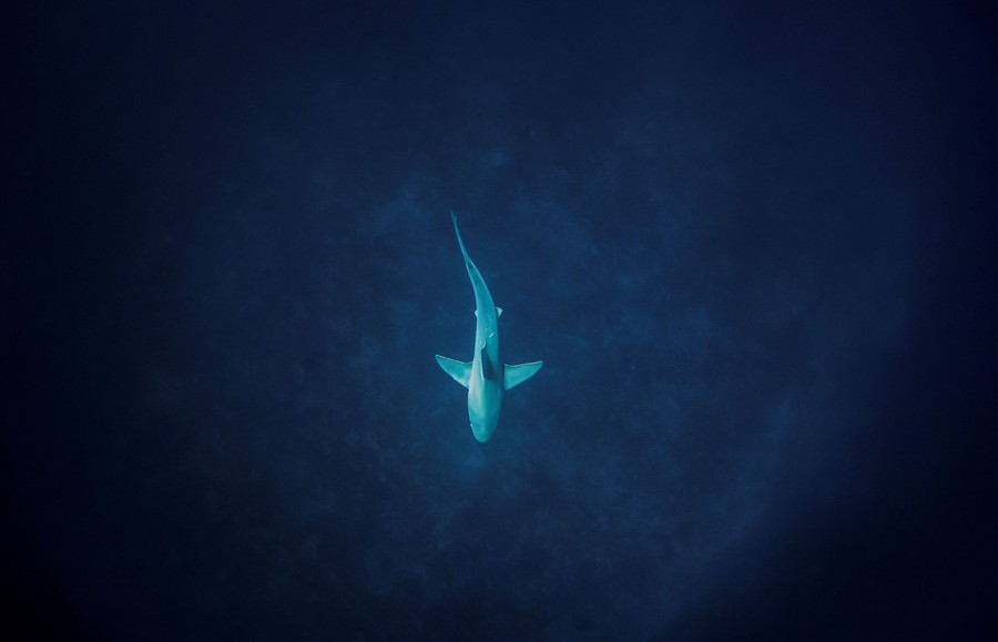 A top-down view of a single shark swimming.