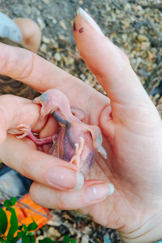 a honeyguide biting a researcher's hand