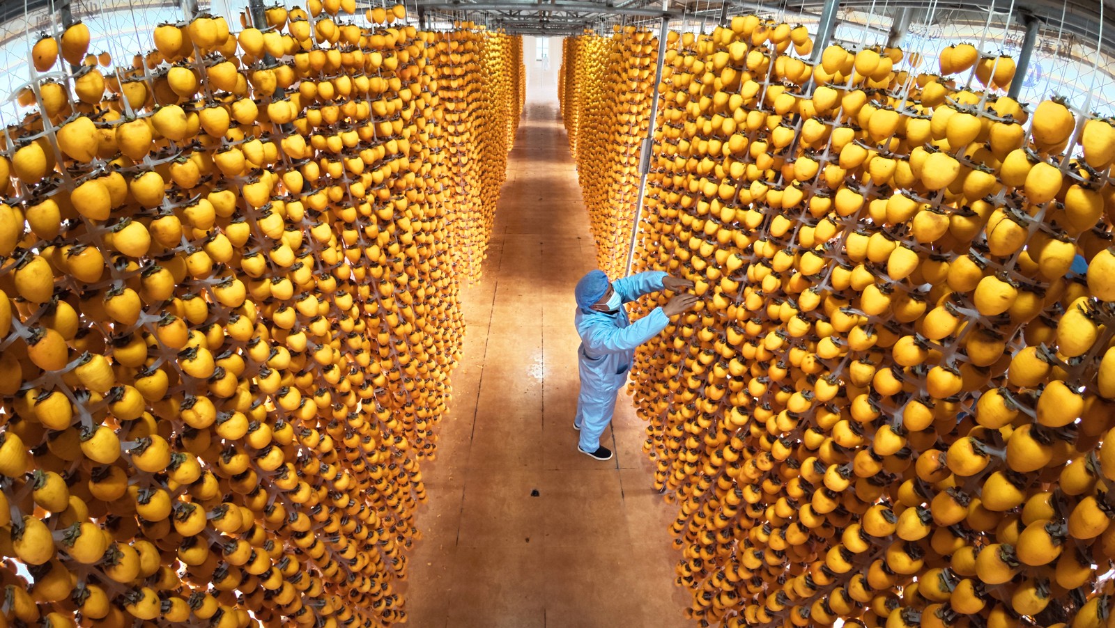 A worker hangs persimmons to dry on tall racks inside a warehouse.