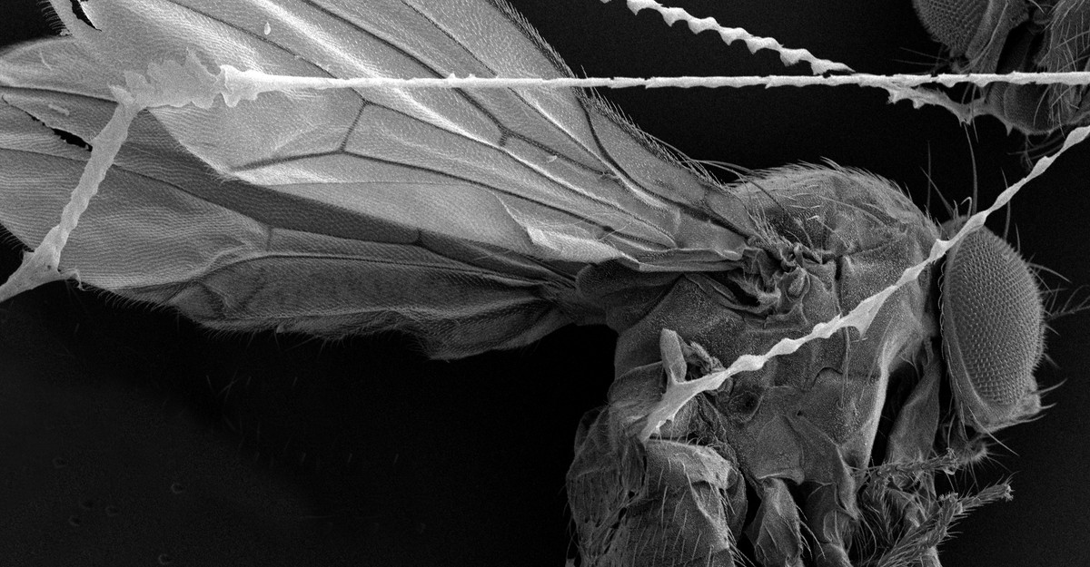 The Spider Web That Gets Stronger When It Touches Insects - The Atlantic