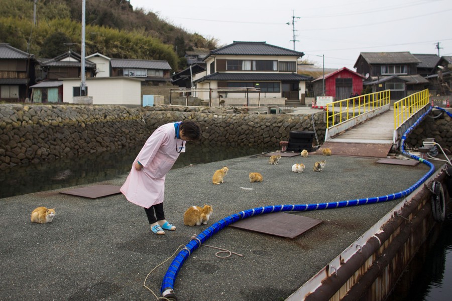 A Visit to Aoshima, a Japanese 'Cat Island' - The Atlantic