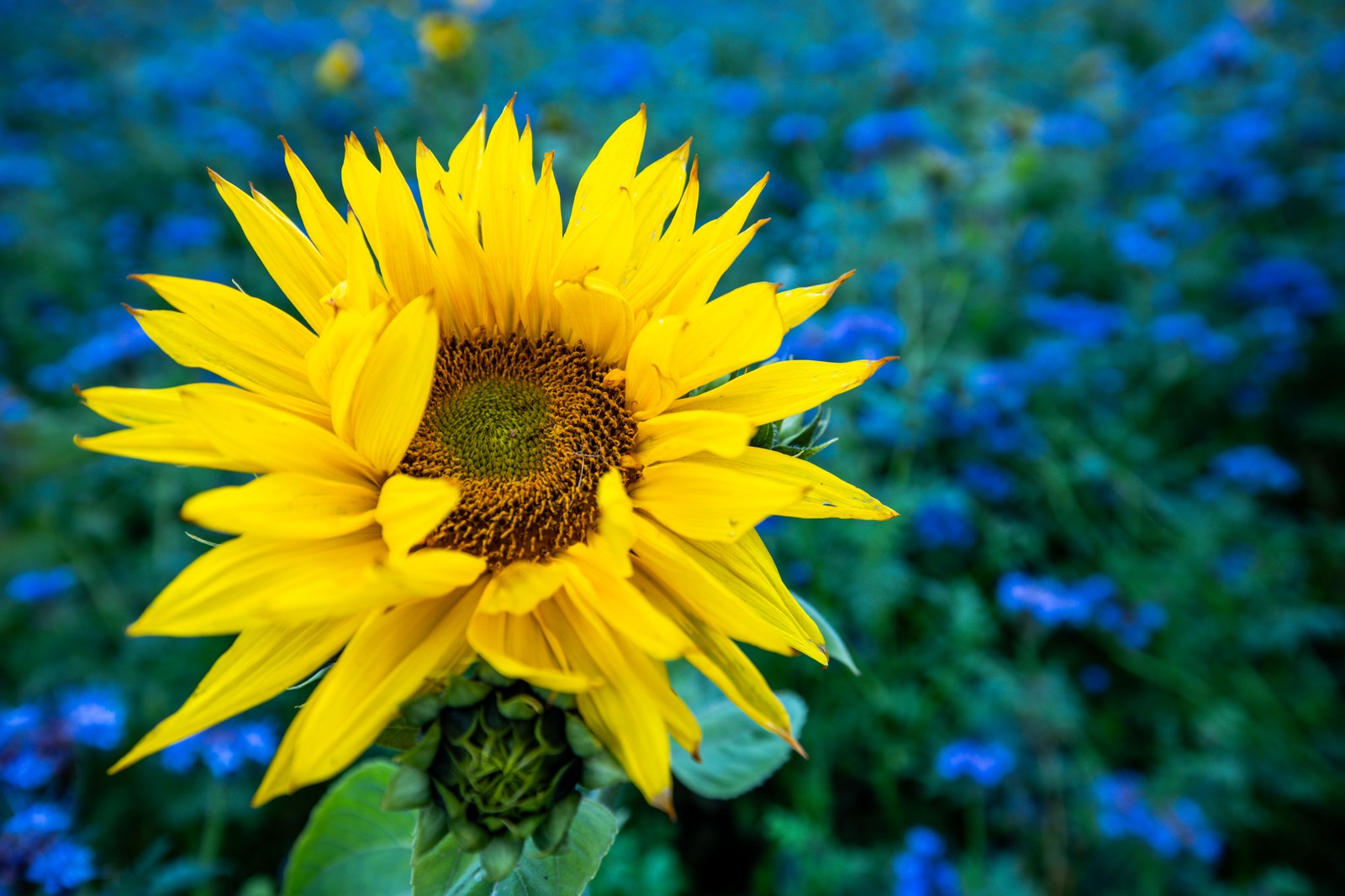 A close view of a sunflower in a field