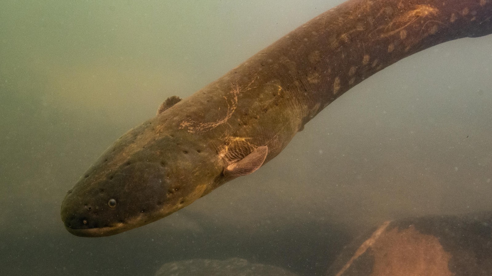 The Iconic Electric Eel Is Actually Three Species - The Atlantic