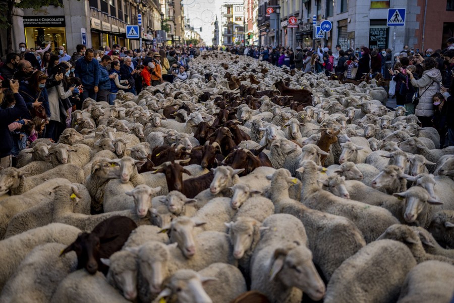 A large herd of sheep fills a city street as onlookers take photographs.