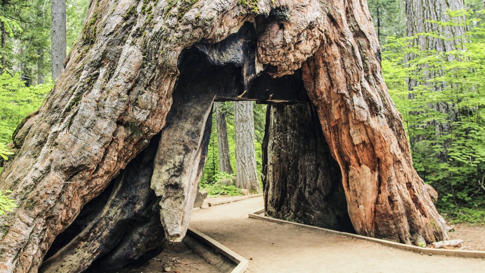 Giant Sequoia Tree And Car