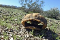 The remains of a desert tortoise near Joshua Tree National Park, in California's southern desert.