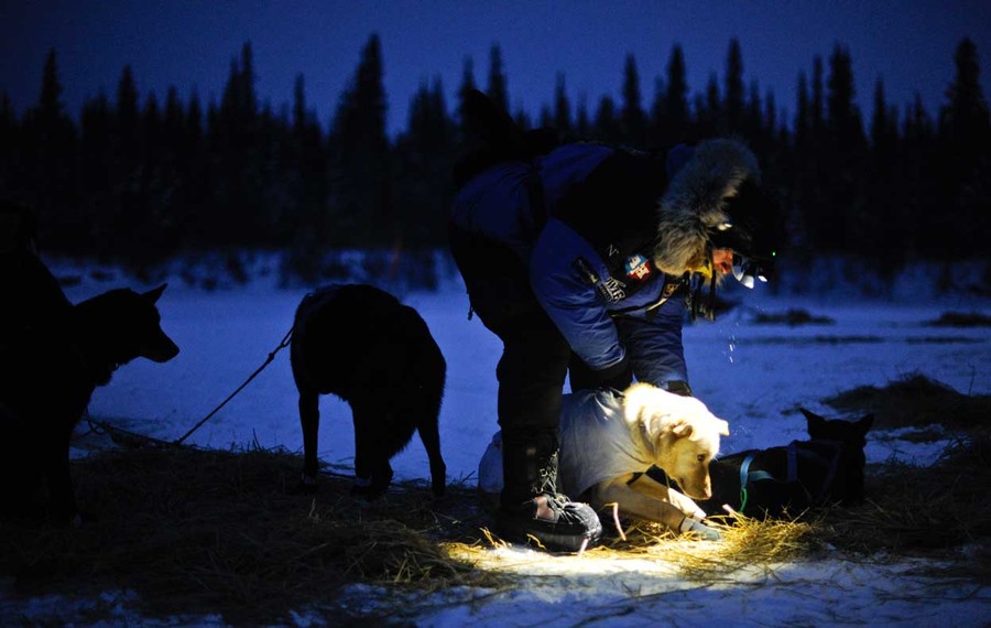 The 2012 Iditarod Trail Sled Dog Race - The Atlantic