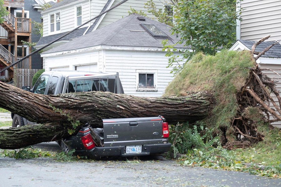 A fallen tree lies on a crushed pickup truck.