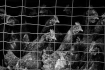 Chickens in a coop, staring off at something out of frame