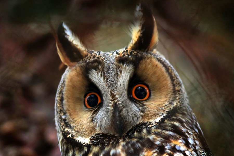 Photos: Superb Owl Sunday VII - The Atlantic