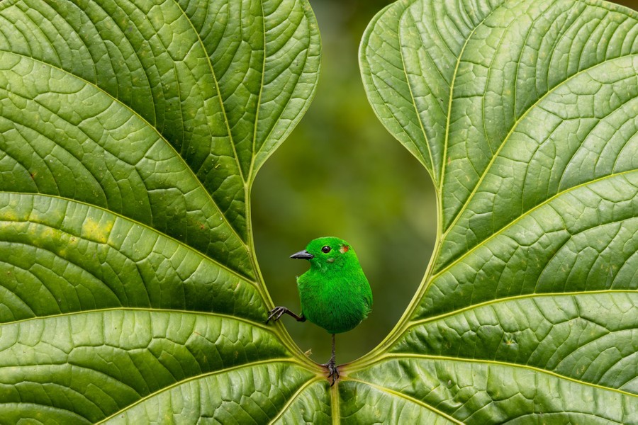 A bright green bird perches in a gap in a large leaf.