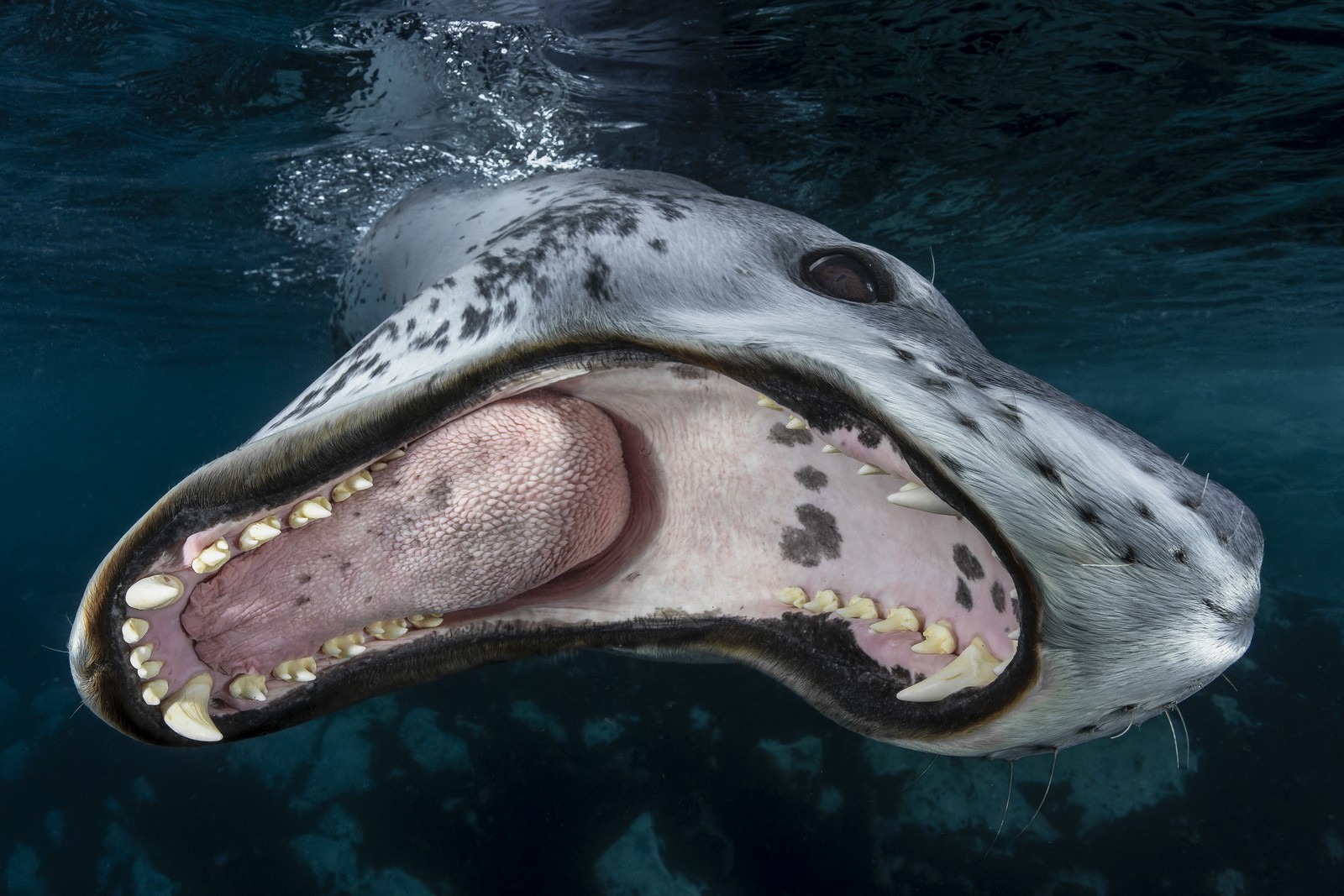 A close view of the wide-open mouth of a leopard seal, seen underwater