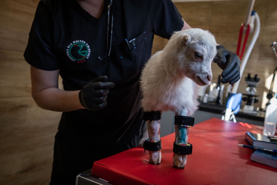 A person examines a small goat standing on a table wearing braces on its front legs.