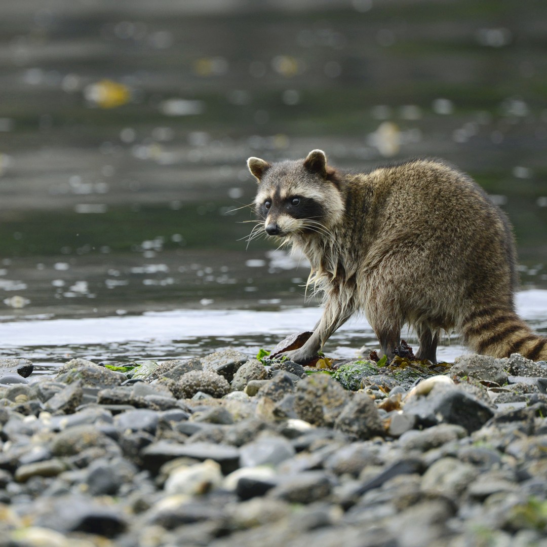 Are Raccoons Scared Of Owls