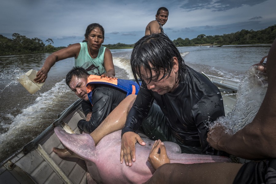 Several people hug and splash water on a dolphin held inside a small boat on a river.