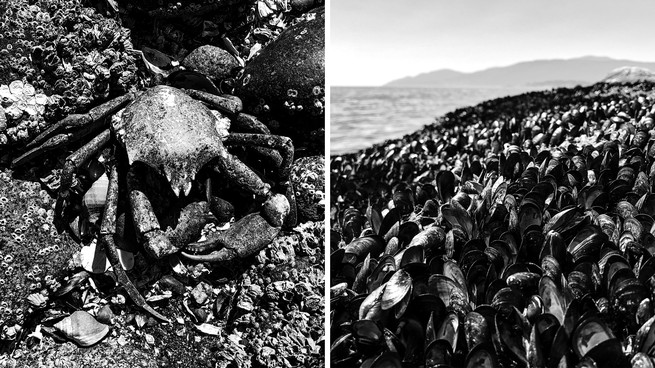 Diptych of dead crab and mussels