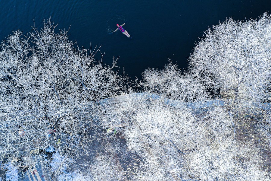 An aerial view of a person swimming in a lake in a park, with frost-covered trees nearby.