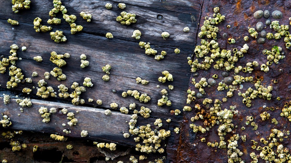 A close up of a ship hull covered with barnacles