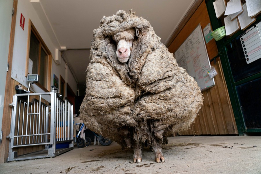 A sheep, looking rough and weighed down with extremely thick wool, stands in a hallway.