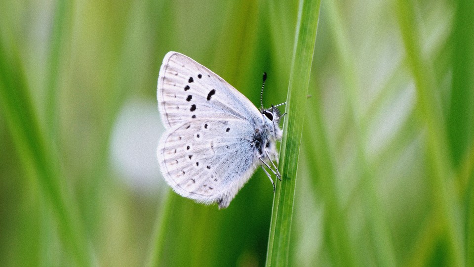 Fender's blue butterfly perched on grass