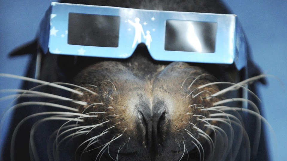 A sea lion wears eclipse glasses.