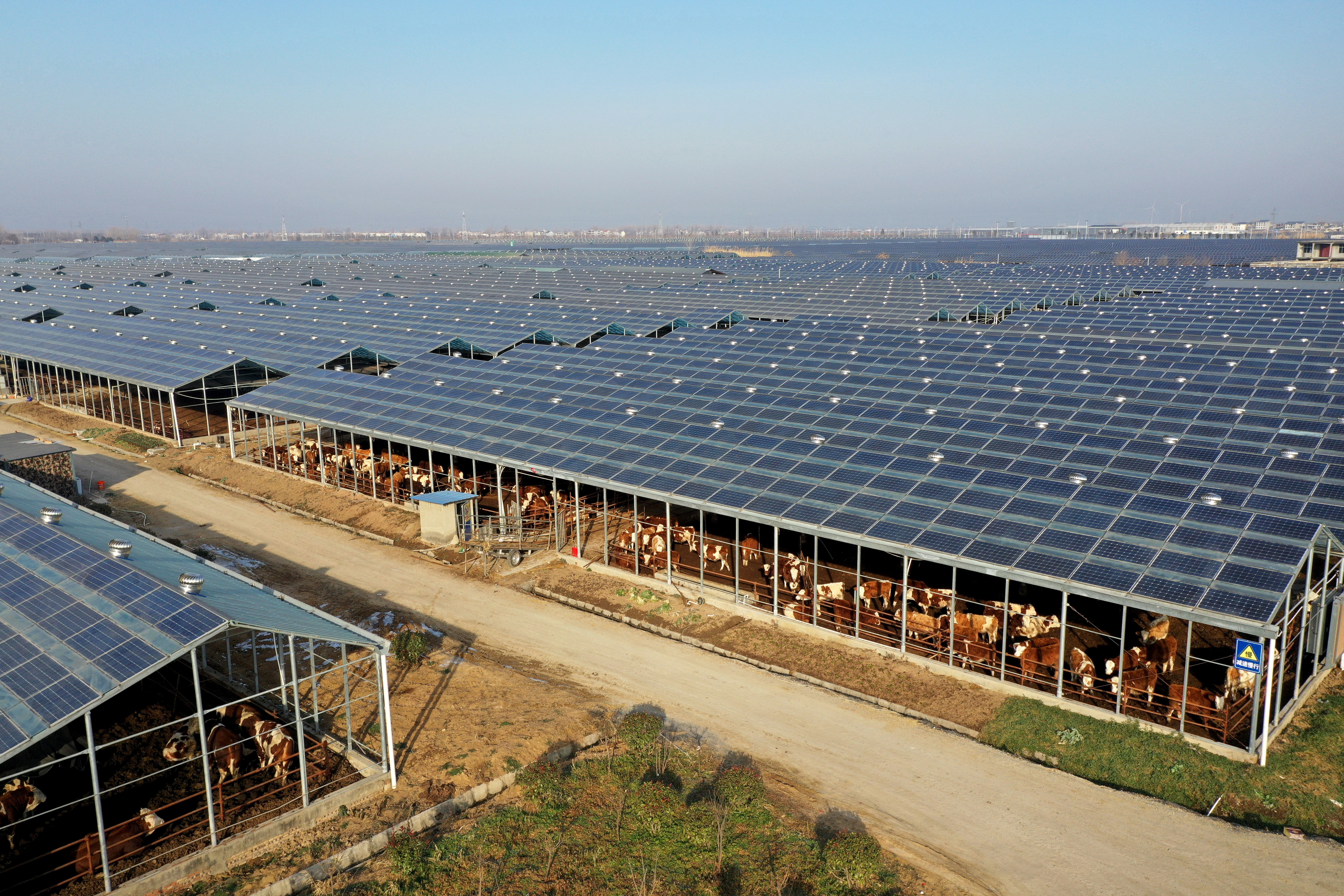 Cattle are kept in many pens beneath solar panel arrays.