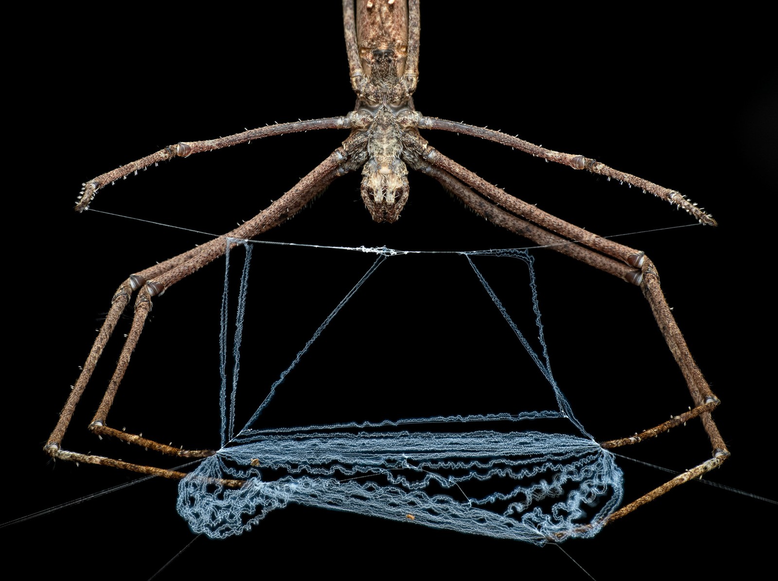A spider holds a web in its legs, preparing to use it as a net to catch prey.
