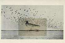 a drawing of a bird collaged onto a photograph of birds flying over the water