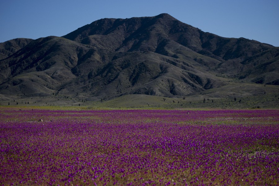 A broad plain is covered in purple flowers, with a mountain standing in the background.
