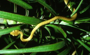 A yellow snake in grass