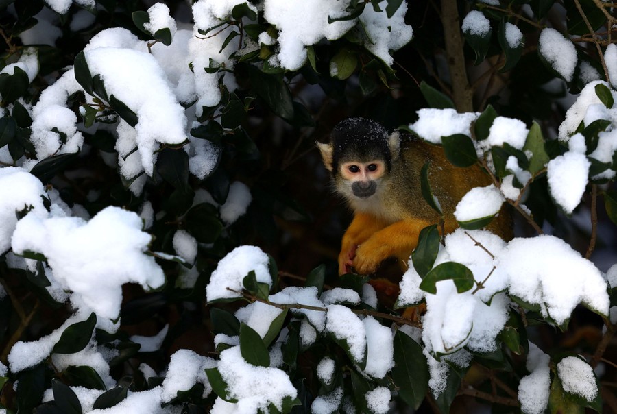 A squirrel monkey is seen in a tree covered by snow.