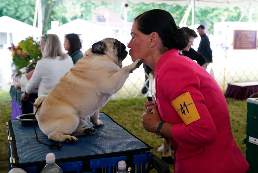 A woman leans down to kiss her Pug, which is seated on a table.