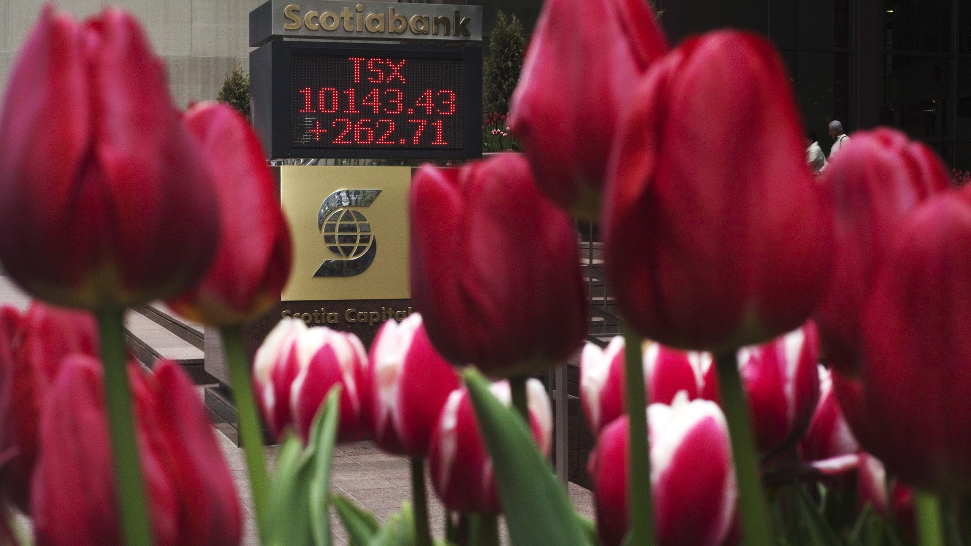 It Is Now Possible to Buy Tulips With Bitcoin - The Atlantic
