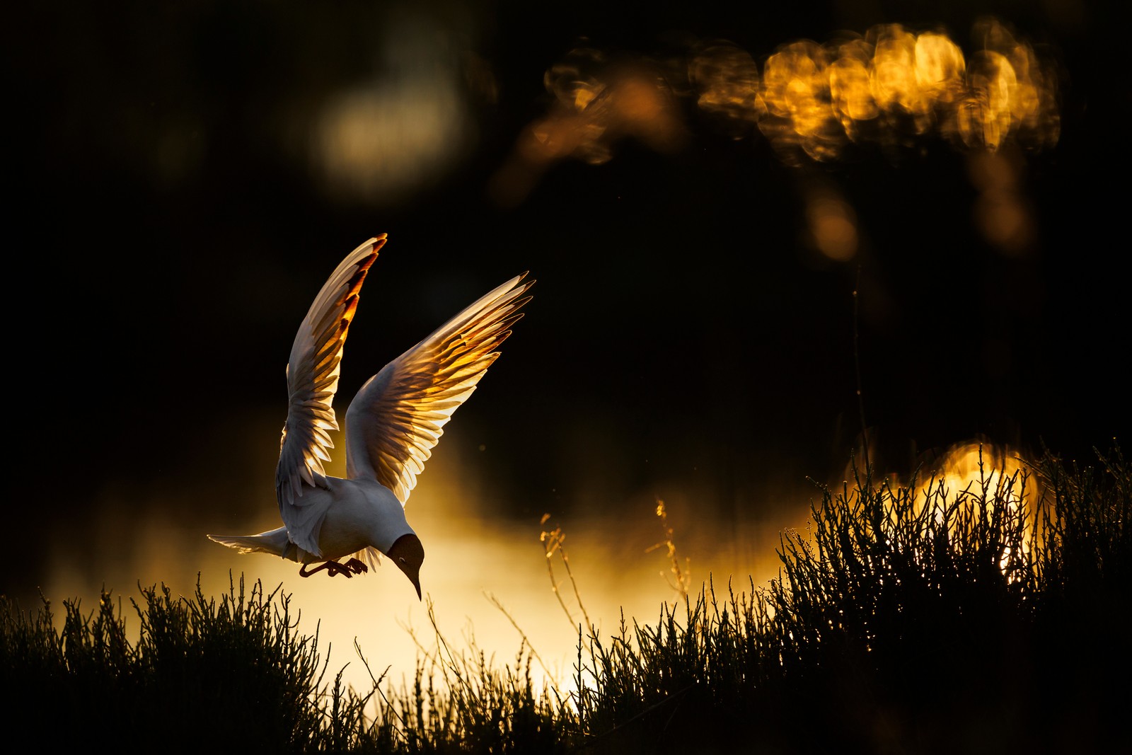 A gull, backlit, comes in for a landing in tall grass.
