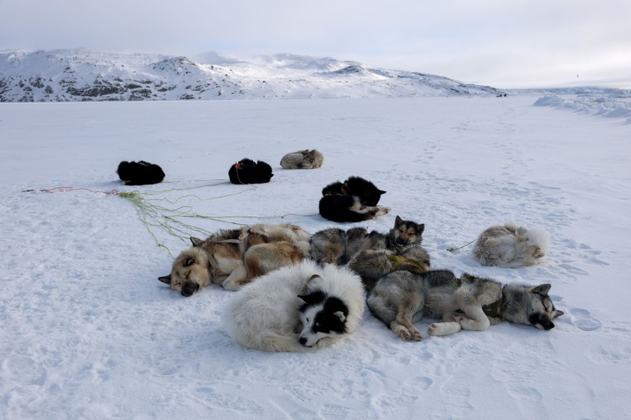 A pack of sled dogs rests on snow.