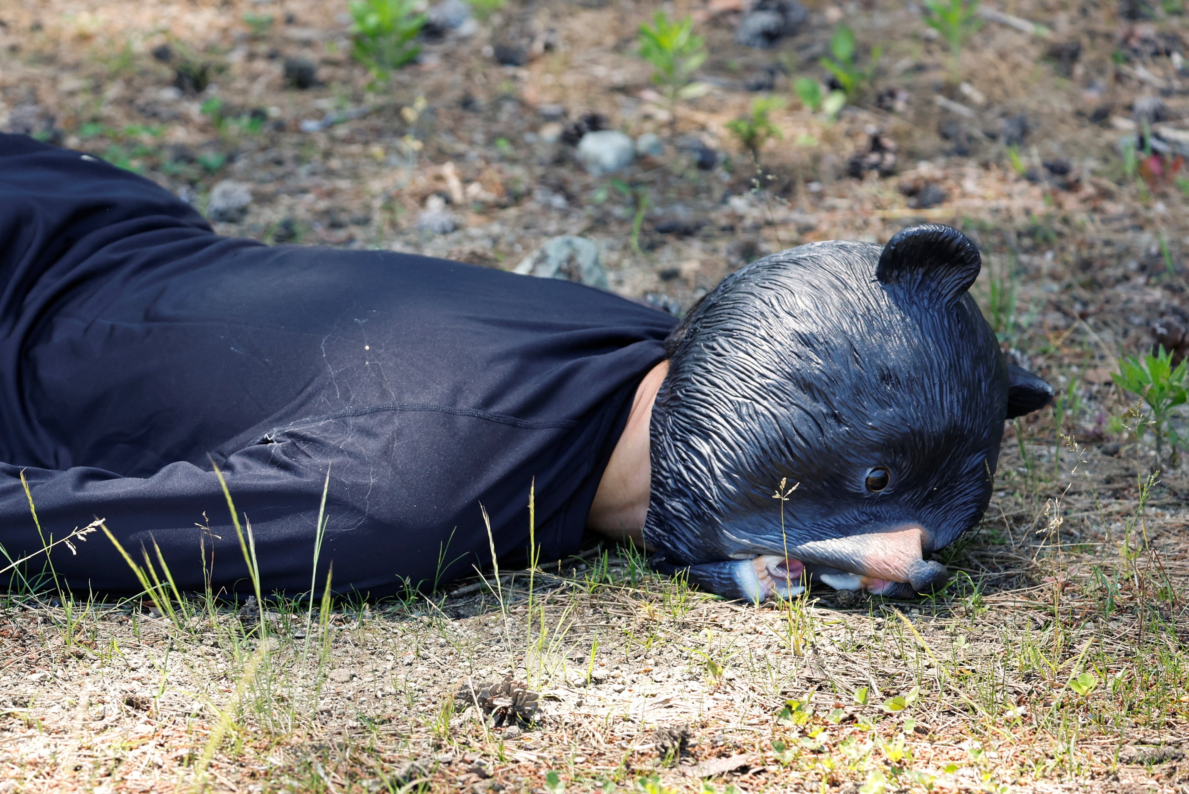 A man wearing a bear costume lies facedown on the ground, playing dead.