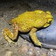 a yellow cururu toad amplexing a boot