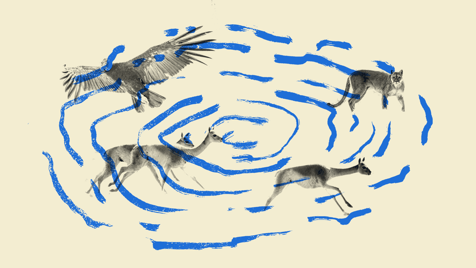A puma, vicuñas, and a condor, with blue squiggly lines linking them