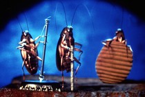 Three cockroaches playing instruments from the 1996 movie "Joe's Apartment"