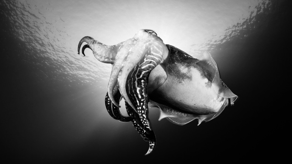A cuttlefish in the Adriatic Sea
