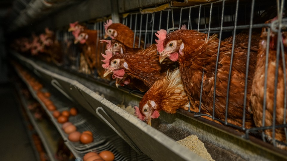 Chickens in their cages with their eggs sitting below