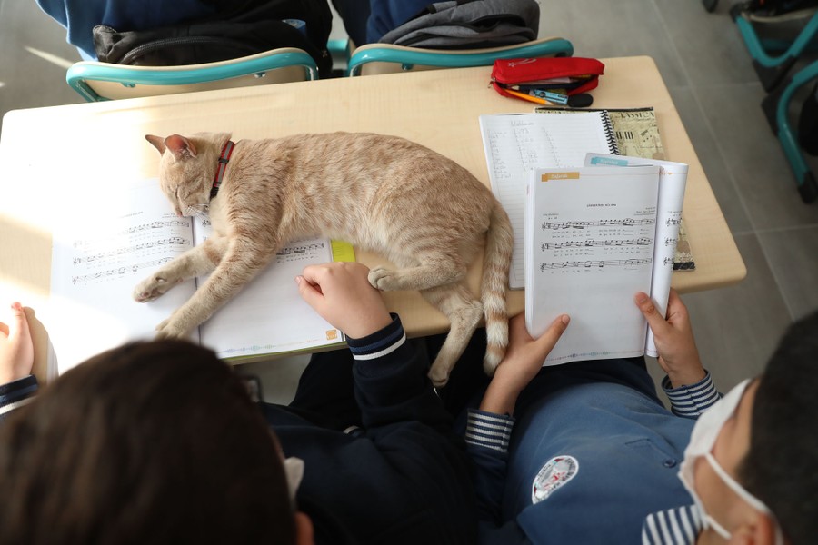 A kitten rests on a student's desk