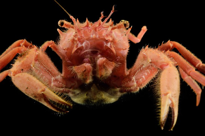 A deep-sea carrier crab